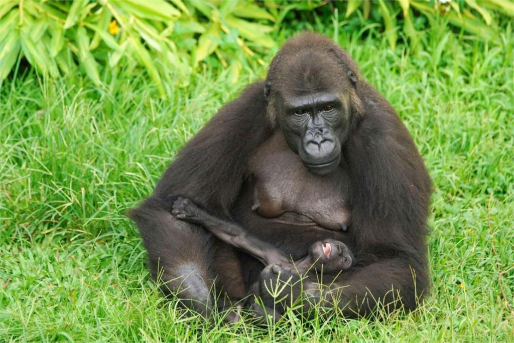 金剛猩猩Iriki，一天花1小時「拔毛」。圖／台北市立動物園提供