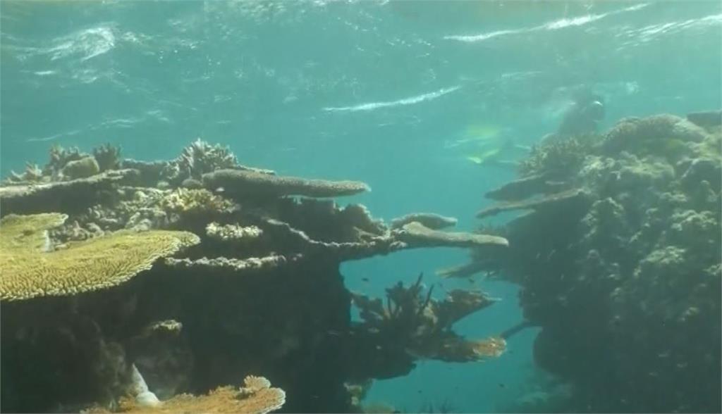 大堡礁正面臨嚴重浩劫。圖：台視新聞