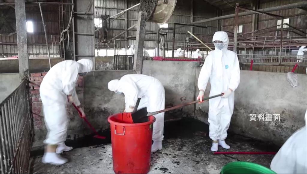 非洲豬瘟案！ 台中豬農父子涉業務登載不實遭羈押