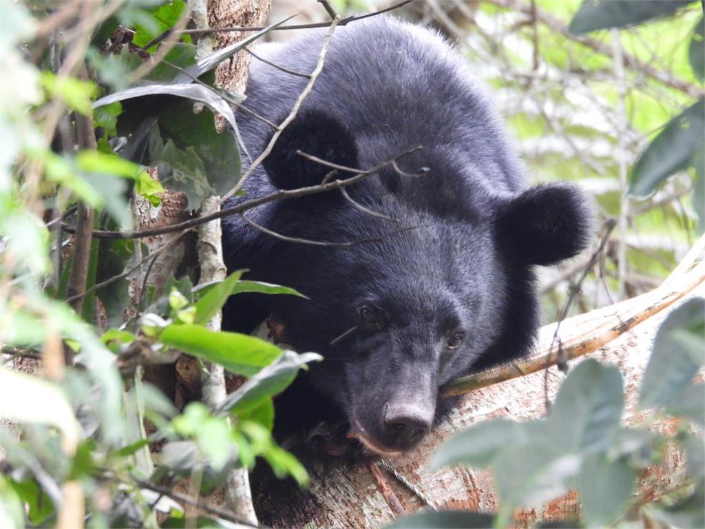 台灣黑熊中套索攀爬至樹叉處暫棲或躲避。圖／林業保育署台東分署提供