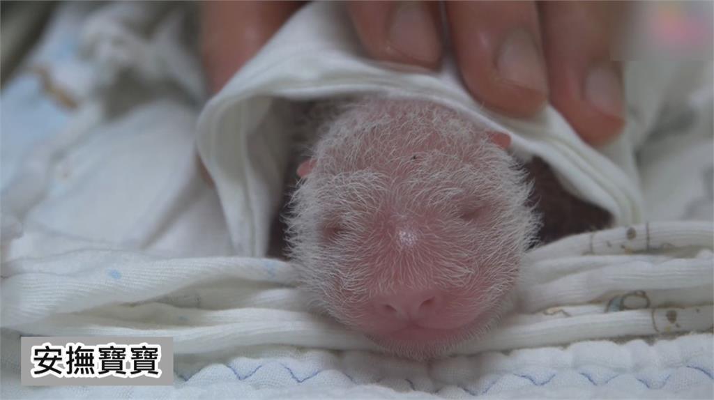貓熊寶寶幼仔剛出生的可愛模樣。圖：台視新聞