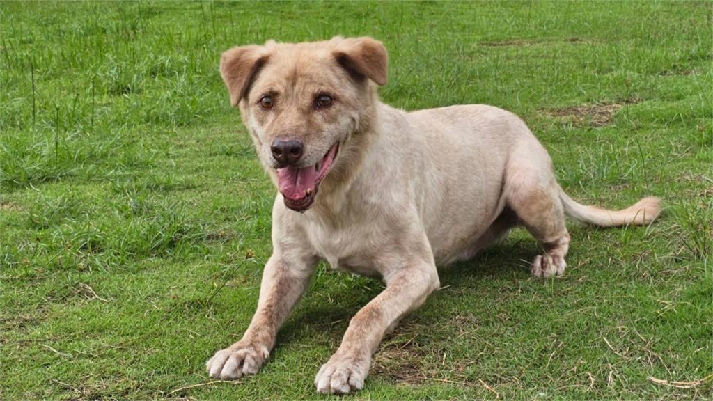 新竹市犬棕棕4年前被送到收容所。圖／翻攝自全國動物收容管理系統
