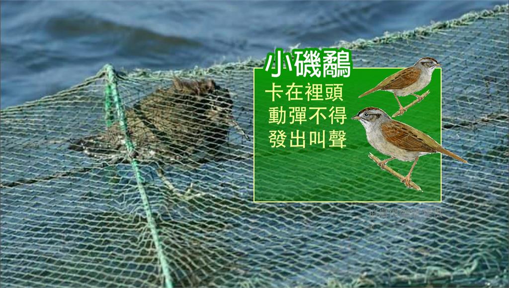 受困於漁網的磯鷸，不幸溺斃。圖：拍鳥俱樂部提供