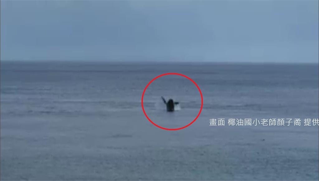 大翅鯨在海上跳出水面，開心後空翻。圖：椰油國小老師顏子矞提供
