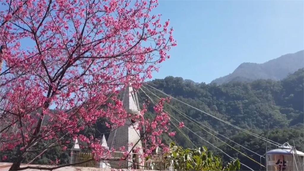 屏東霧台櫻花祭登場 壯麗山水遊客搶打卡