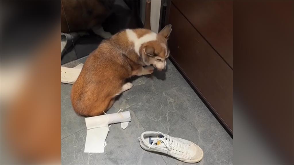 北市手搖加盟主涉虐柯基老犬網友暴怒！ 總部宣布終止合作並求償