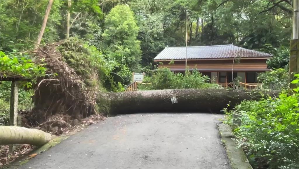 嘉義市樹木園樹齡逾120年的「肯氏南洋杉」突然倒下。圖／台視新聞