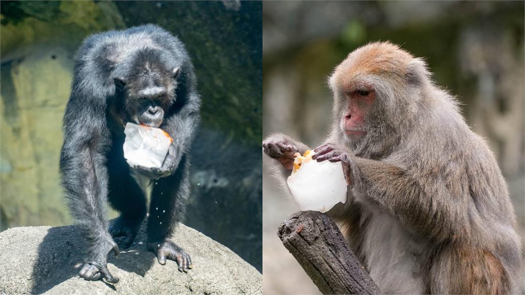 北市動物園特製冰品幫動物消暑。圖／台北市立動物園提供