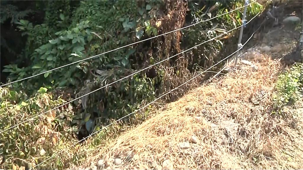 農民架設電網，防止農作物遭到台灣獼猴破壞。圖：台視新聞