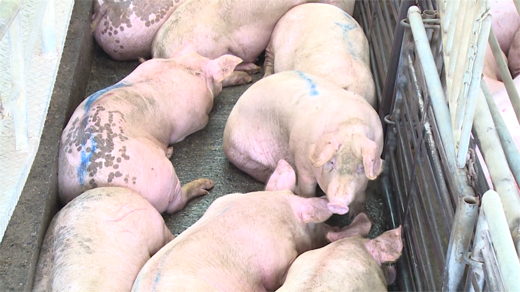 豬價直直落，豬農賣一隻就賠逾千元。圖／台視新聞
