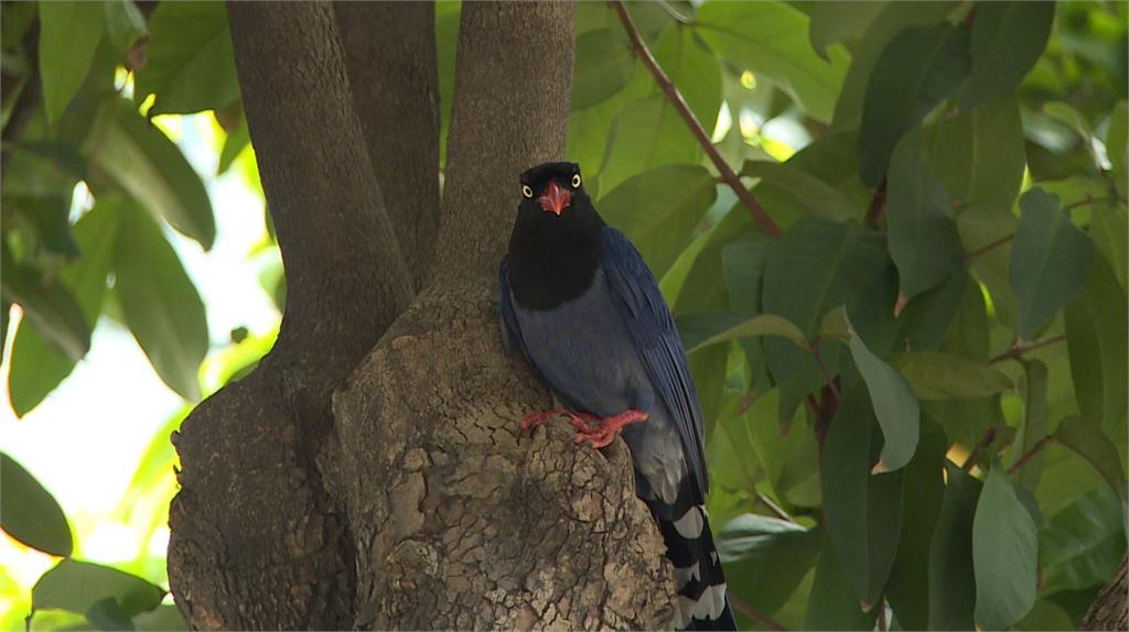 台灣藍鵲為保護雛鳥，會攻擊路人。圖／台視新聞
