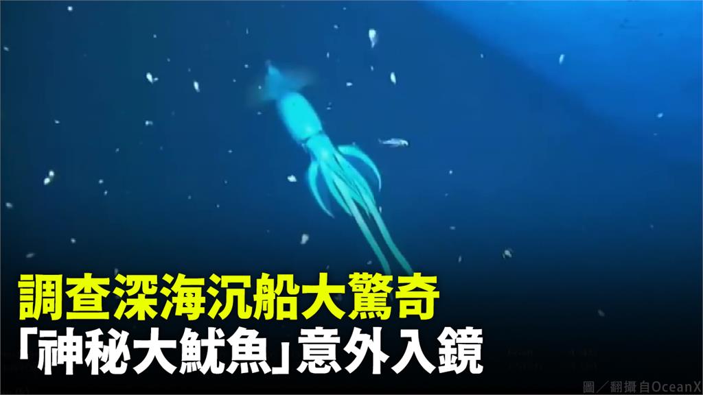 「OceanX」在海底發現巨大版的奧蘭鳶魷。圖／翻攝自OceanX