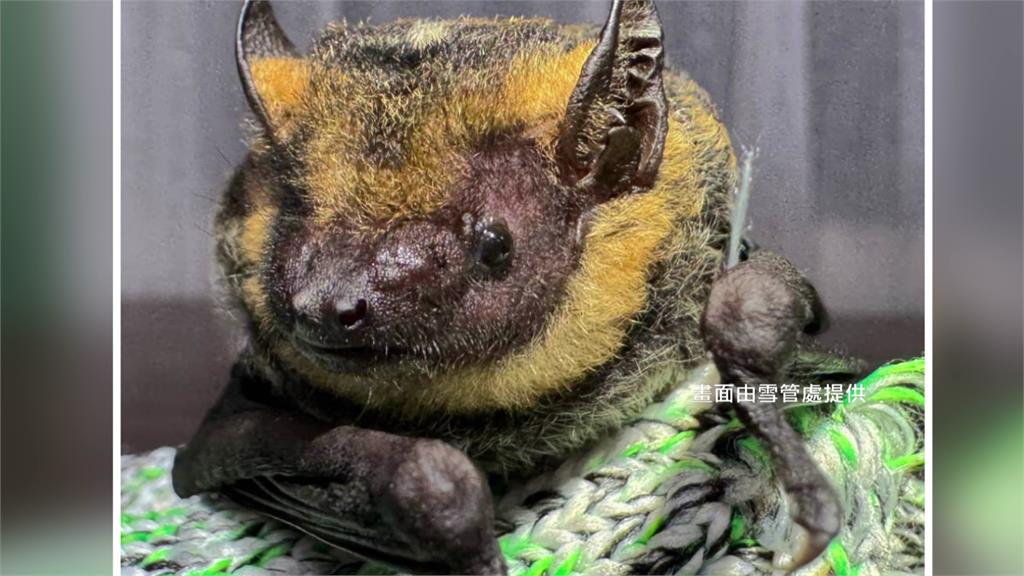 監測雪霸觀霧地區 驚喜捕獲新物種「黃頸蝠」