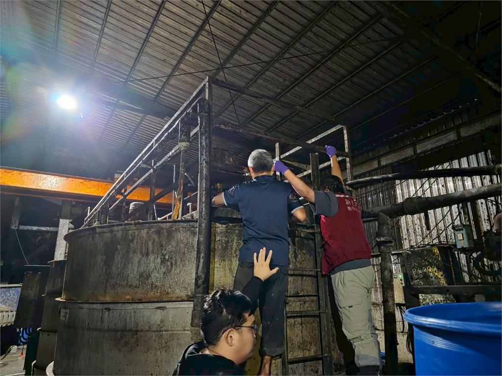 新北查獲2養豬場違規餵食廚餘！市府重罰206萬 1700頭豬遭移動管制