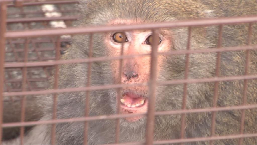 抓猴！獼猴橫行雲科大校區 破壞門窗偷食物遭捕