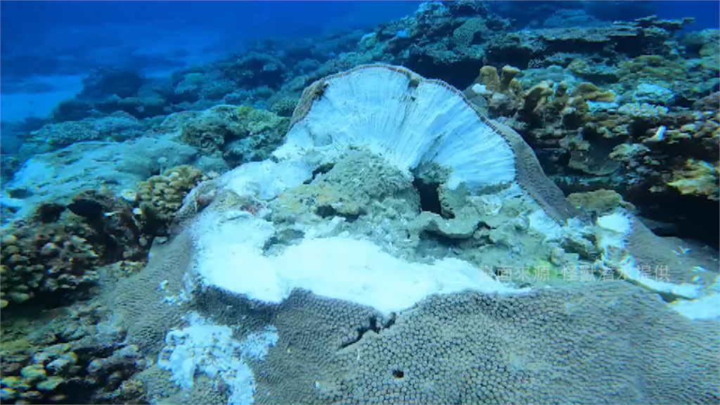 有千百年歷史的珊瑚礁遭到破壞。圖／怪獸潛水 提供