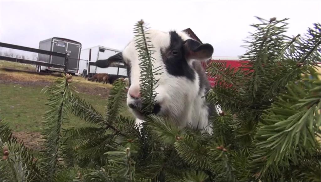 農場收集「不要的耶誕樹」餵食山羊。圖／CNN