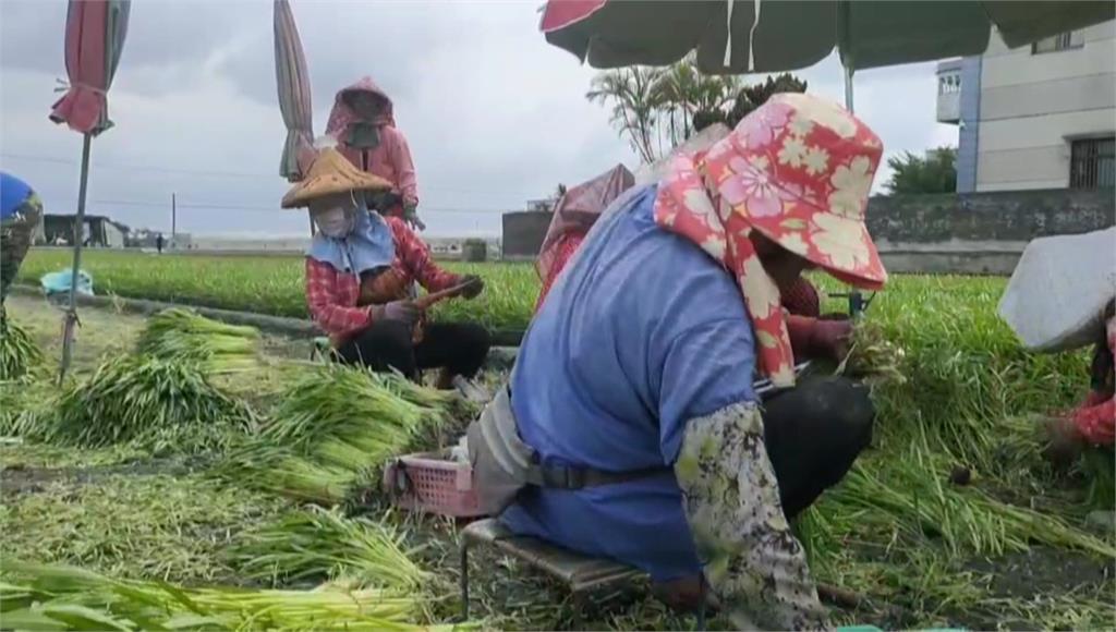 農民忙著搶收種植蔬菜。圖／台視新聞