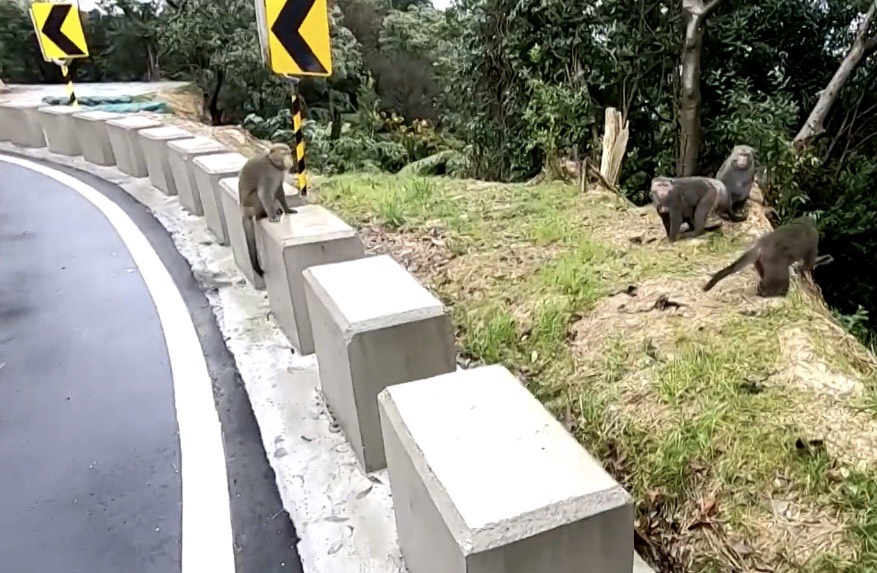 野生獼猴徘徊在路邊，等待經過的人類餵食。圖：台視新聞