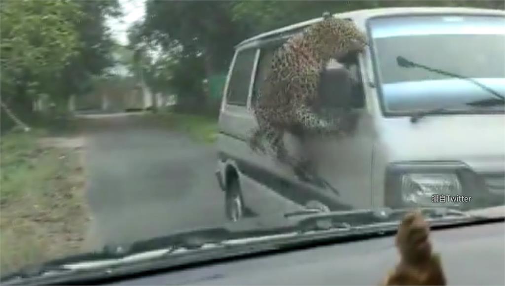 印度有隻野豹不斷闖進村莊。圖／翻攝自推特