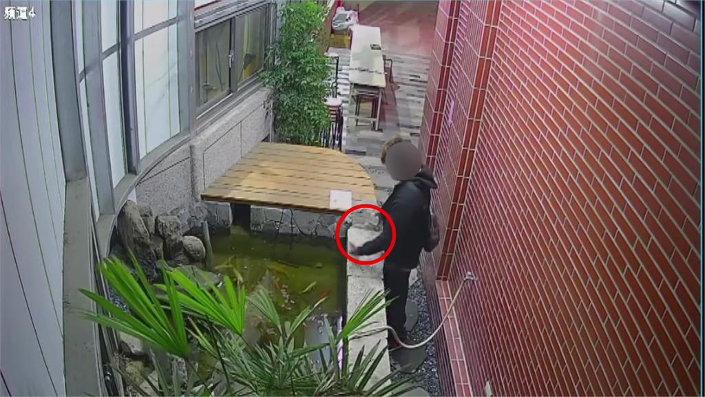灑整罐水晶寶寶害20隻錦鯉暴斃 台中男遭判拘役40天