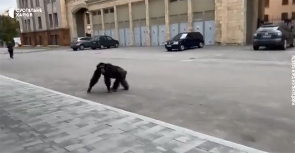 烏克蘭黑猩猩逃出動物園。圖／翻攝自推特@HannaLiubakova