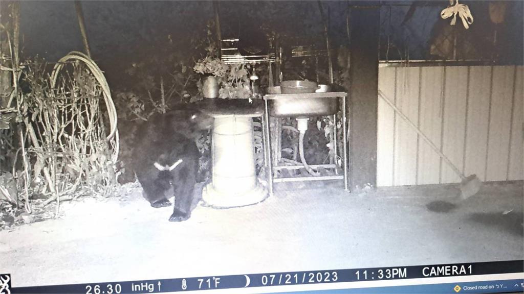 台灣黑熊在南投廬山部落出沒。圖／南投林管處提供