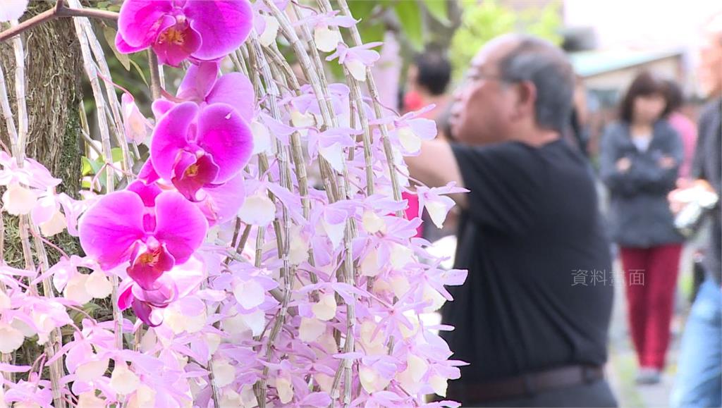 美麗的天宮石斛蘭，綻放開來就像瀑布一樣。圖：台視新聞（資料照）