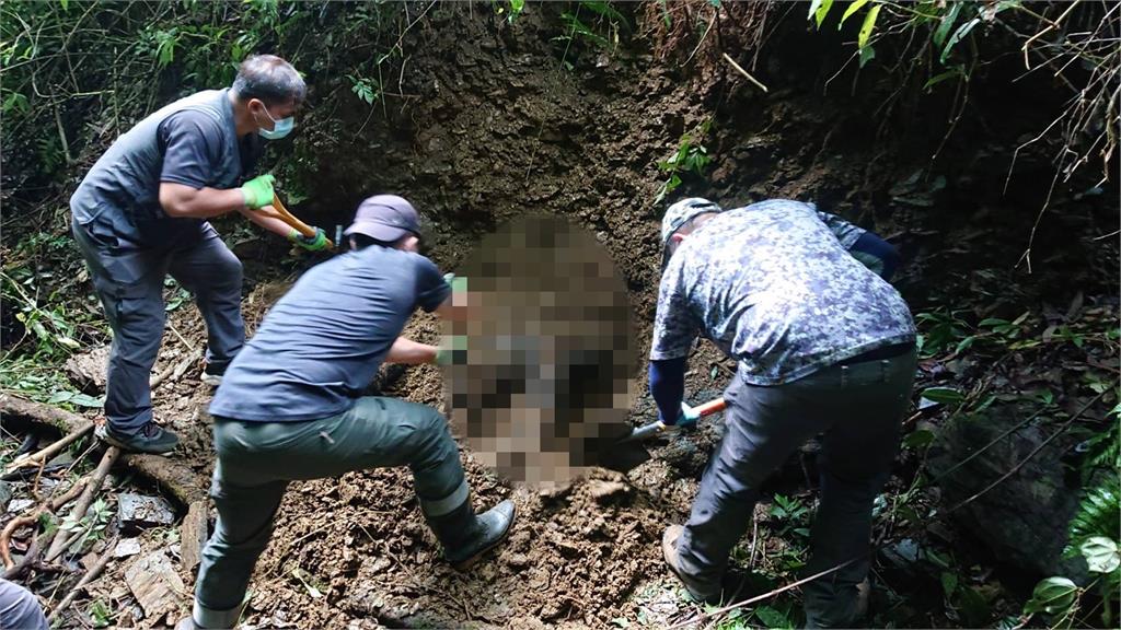 工作人員於距離武界產業道路不到100公尺處，發現被掩埋的東卯山黑熊遺體。圖／林務局提供