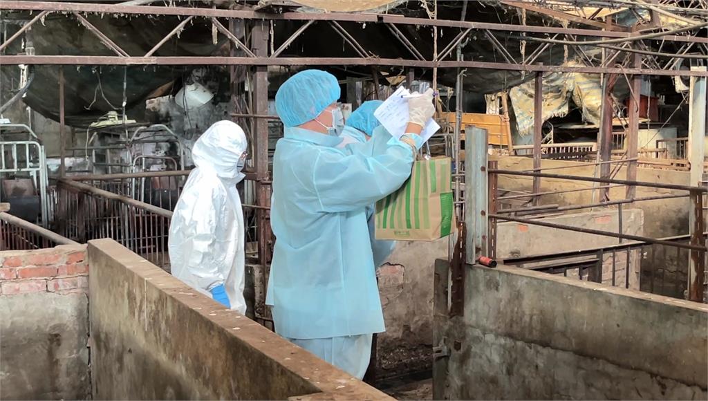 王姓獸醫佐不忍了　發「3點聲明」批台中市府非洲豬瘟報告錯誤百出