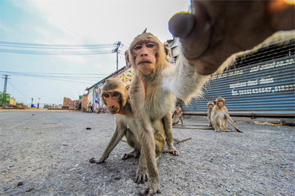 泰國華富里深受猴群影響。示意圖／翻攝自unsplash