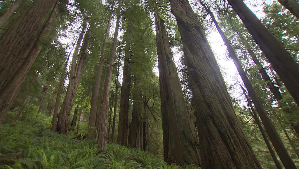 加州政府禁止遊客靠近「亥伯龍樹」的所在地。圖／CNN