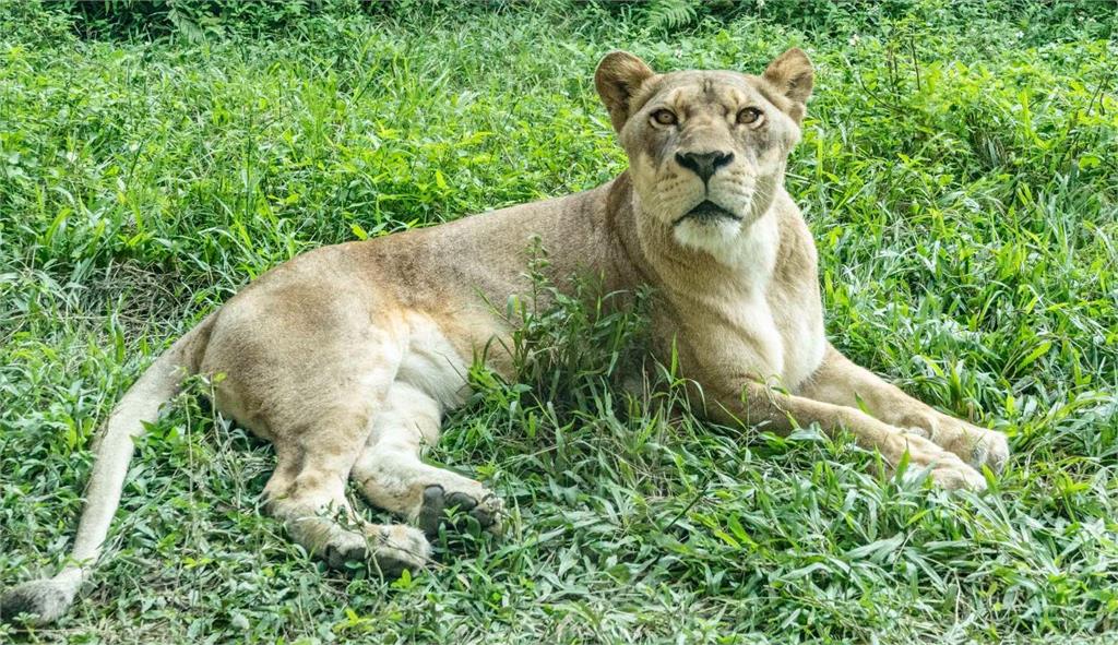 非洲獅的核心成員其實是由雌性組成。圖／台北市立動物園提供
