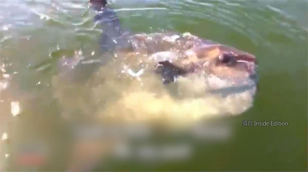 美國麻州瓦爾漢城的湖中，出現一隻曼波魚。圖：翻攝自Inside Edition