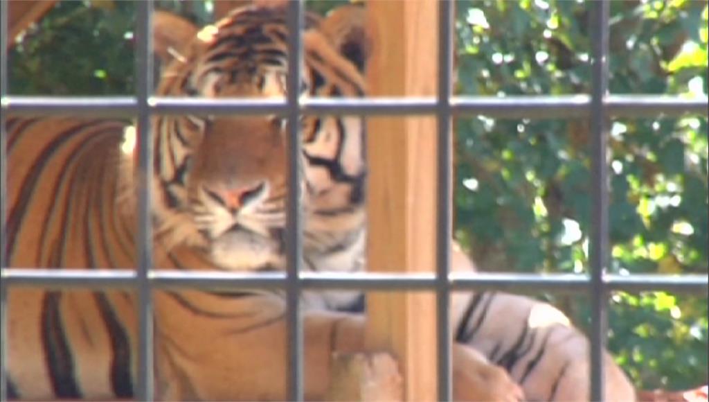 受龍捲風侵襲野生動物園內的兩隻老虎脫逃。圖／路透社、CNN