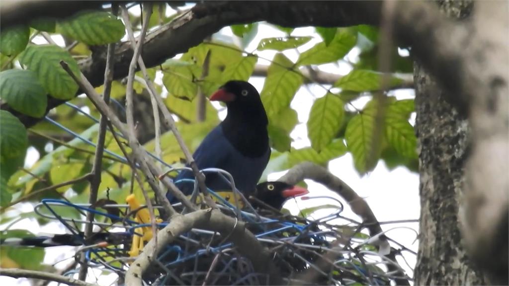 台灣藍鵲用「衣架」築巢。圖／台視新聞