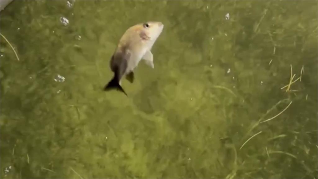 佛州礁島群居民最近發現有魚兒在水中不停旋轉，最後就莫名其妙暴斃。圖／CNN