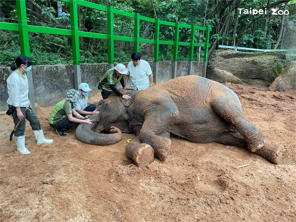 動物園內的亞洲母象友愷倒在外場沙坑中不願移動。圖／臺北市立動物園 提供