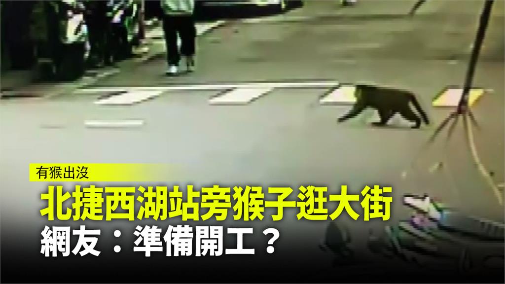 台北西湖捷運站驚見猴子逛大街。圖：台視新聞