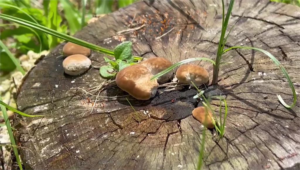梅雨季是蕈菇好發期，經常在草地或樹幹上冒出。圖／台視新聞