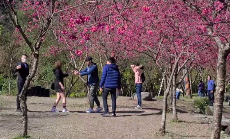 遊客在櫻花下拍照。圖：台視新聞
