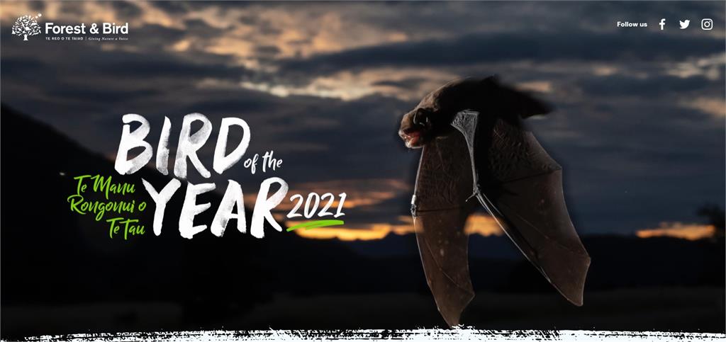 紐西蘭長尾蝙蝠獲選今年紐西蘭的年度鳥類。圖／翻攝自Forest & Bird官網