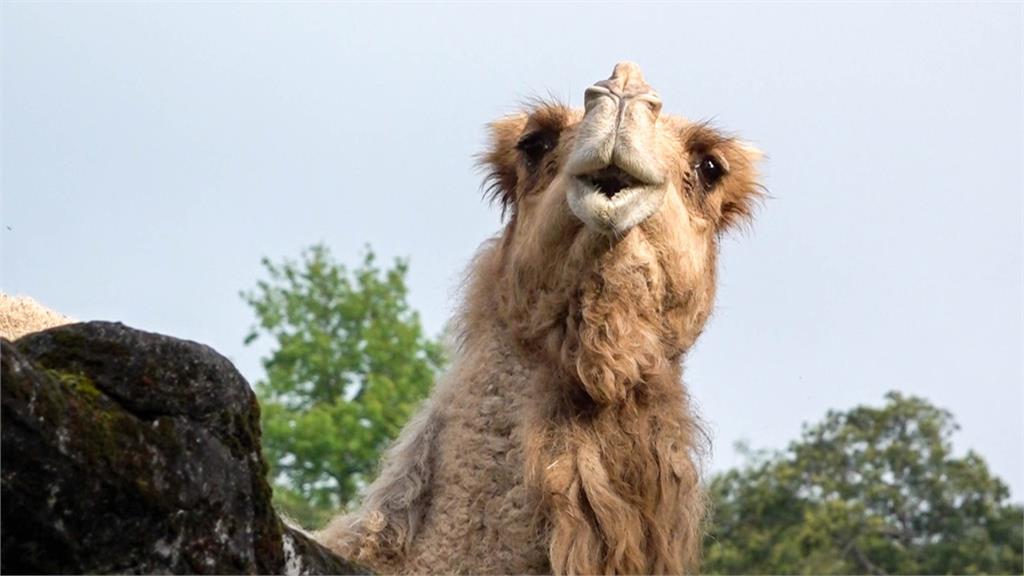 北市動物園僅存單峰駱駝「玉葉」去世。圖／翻攝自Facebook@TaipeiZoo
