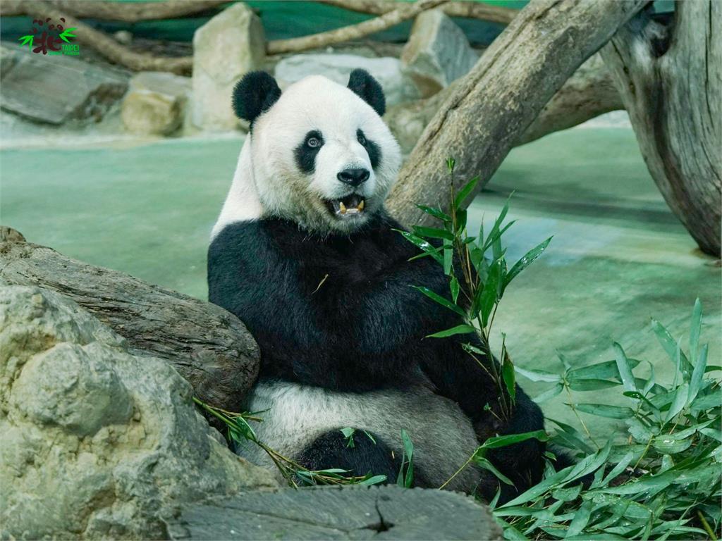 大貓熊「團團」血壓偏高、後肢無力，動物園推延見客時間。圖／翻攝自FB @TaipeiZoo