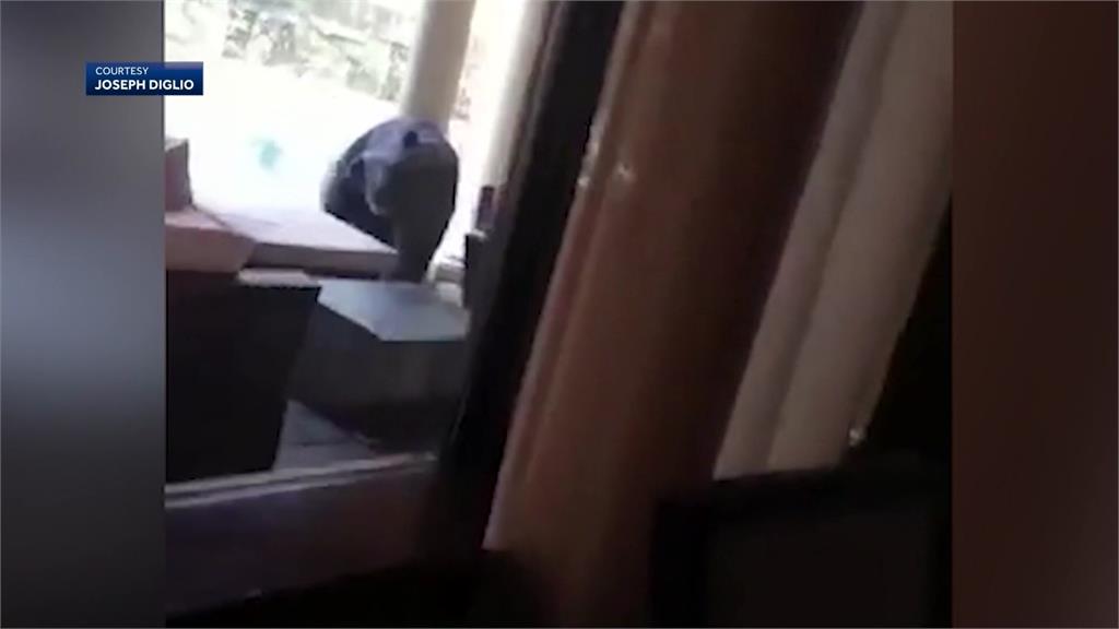 黑熊闖入民宅。圖／CNN