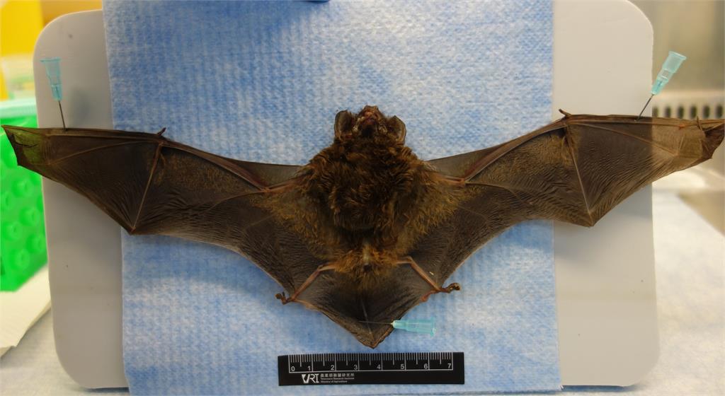 新北市中和的蝙蝠，檢出台灣蝙蝠麗沙病毒第二型。圖／防檢署提供