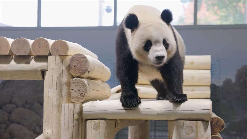 中國再啟熊貓外交，寶力、青寶抵達美國華盛頓動物園。圖／翻攝自X@NationalZoo