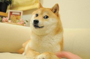 知名網路迷因「Doge」的原型柴犬「Kabosu」離世。圖／翻攝自kabochan.blog.jp