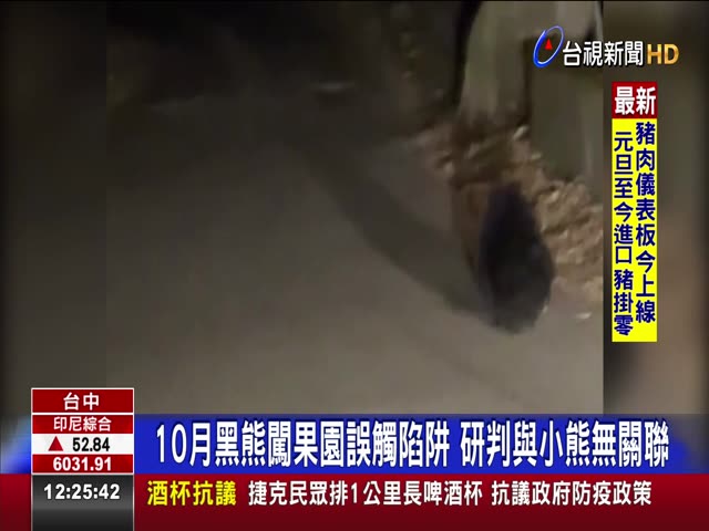 驚！小黑熊疑車禍斷腿 民眾拍下通報搜救