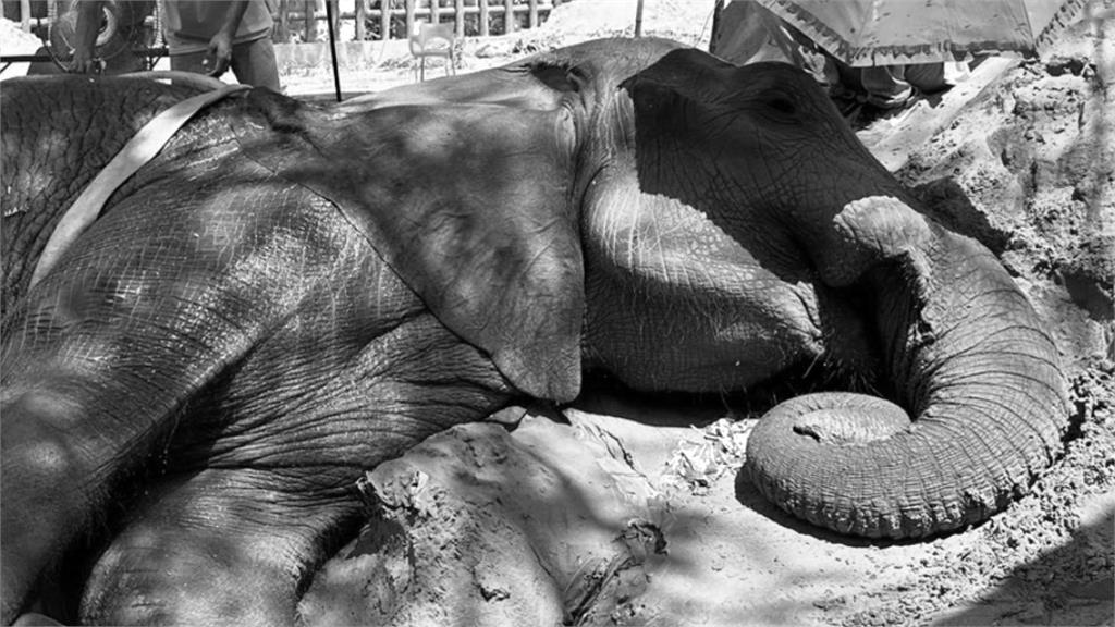 巴基斯坦大象摔進水池重傷，9天後不幸死亡。圖／翻攝自FOUR PAWS臉書